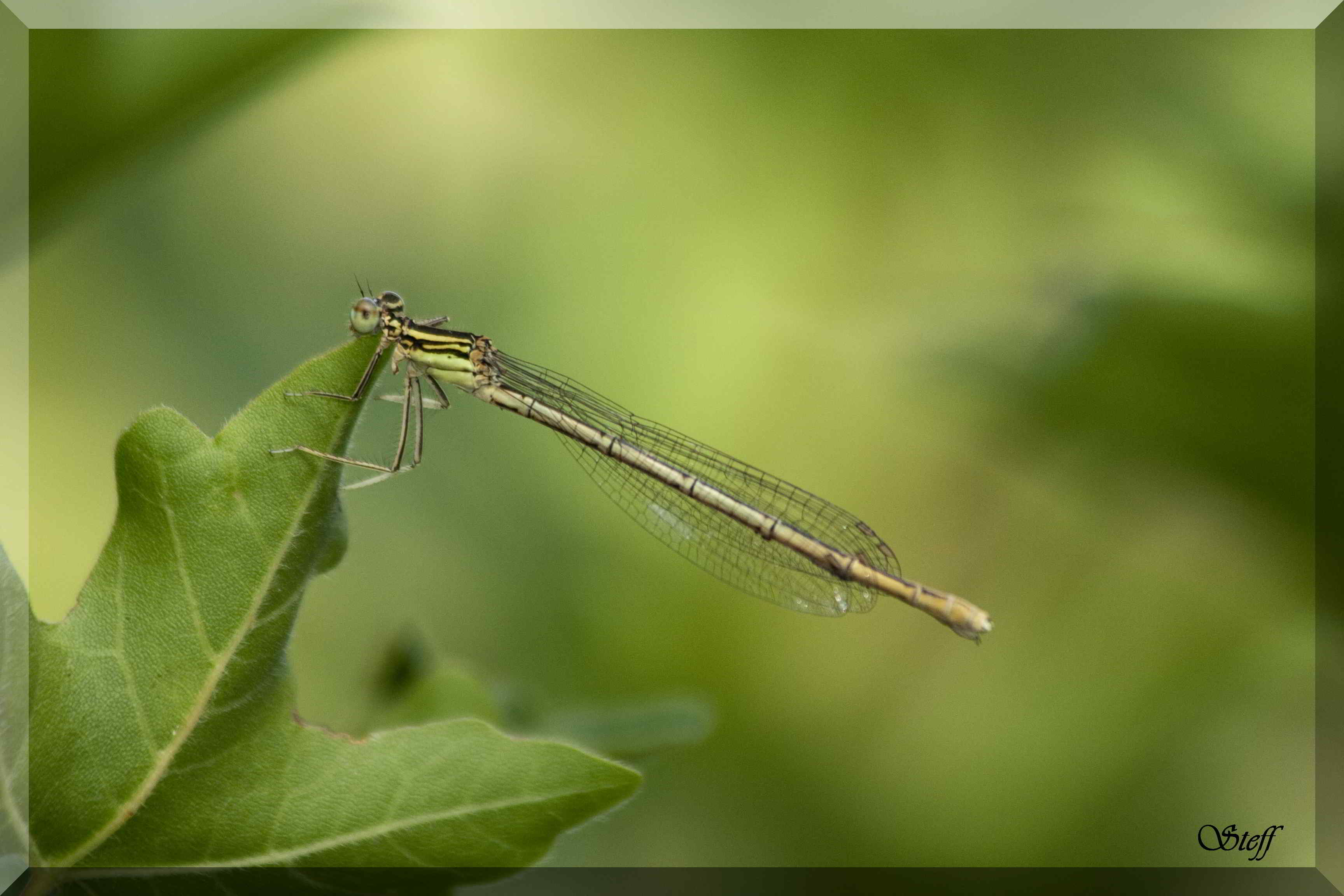 femmina di Platycnemis pennipes (?)